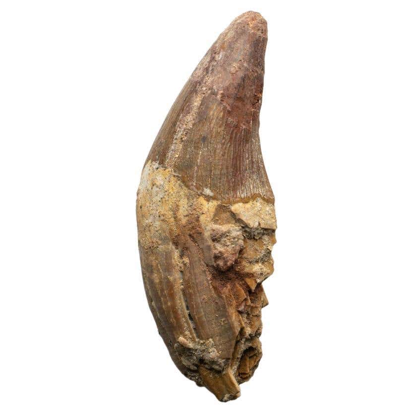 Genuine Natural Spinosaurus Dinosaur Tooth For Sale at 1stDibs