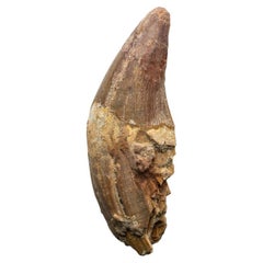 Antique Genuine Natural Spinosaurus Dinosaur Tooth