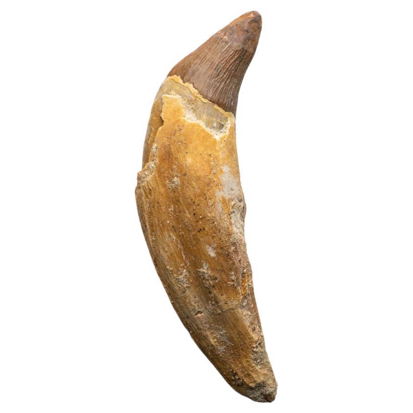 Genuine Natural Spinosaurus Dinosaur Tooth For Sale