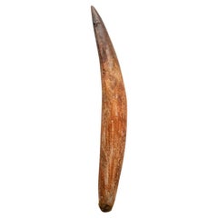 Genuine Natural Spinosaurus Dinosaur Tooth