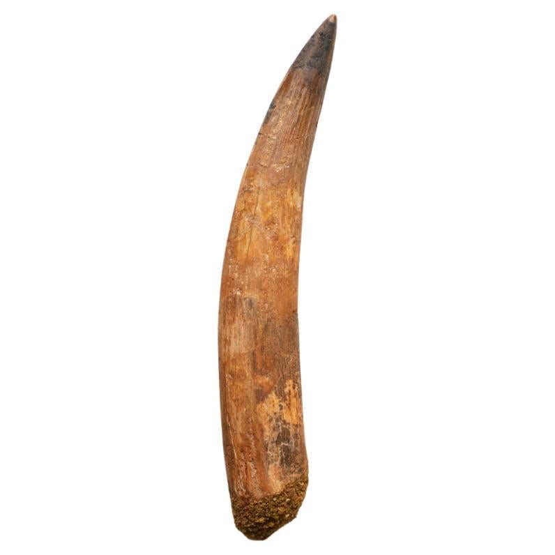 Genuine Natural Spinosaurus Dinosaur Tooth For Sale