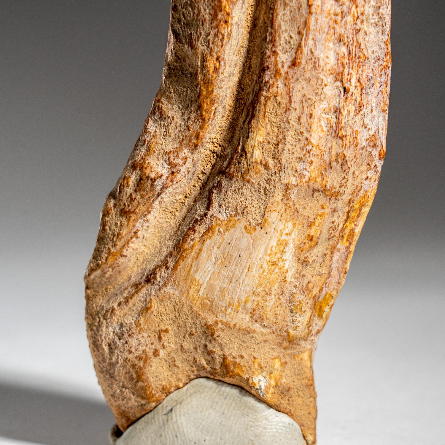 This huge, Museum-quality Spinosaur foot claw is genuine, completely in tact with no repairs and in prestine condition. This incredible specimen includes a display box for preservation and display purposes. Spinosaurus (meaning 