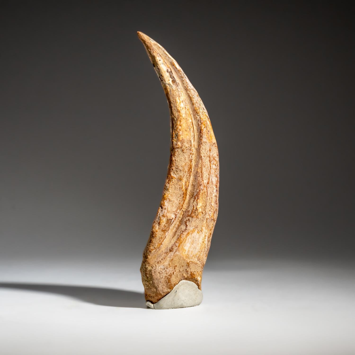 18th Century and Earlier Genuine Natural Spinosaurus Foot Claw (92.7 grams)