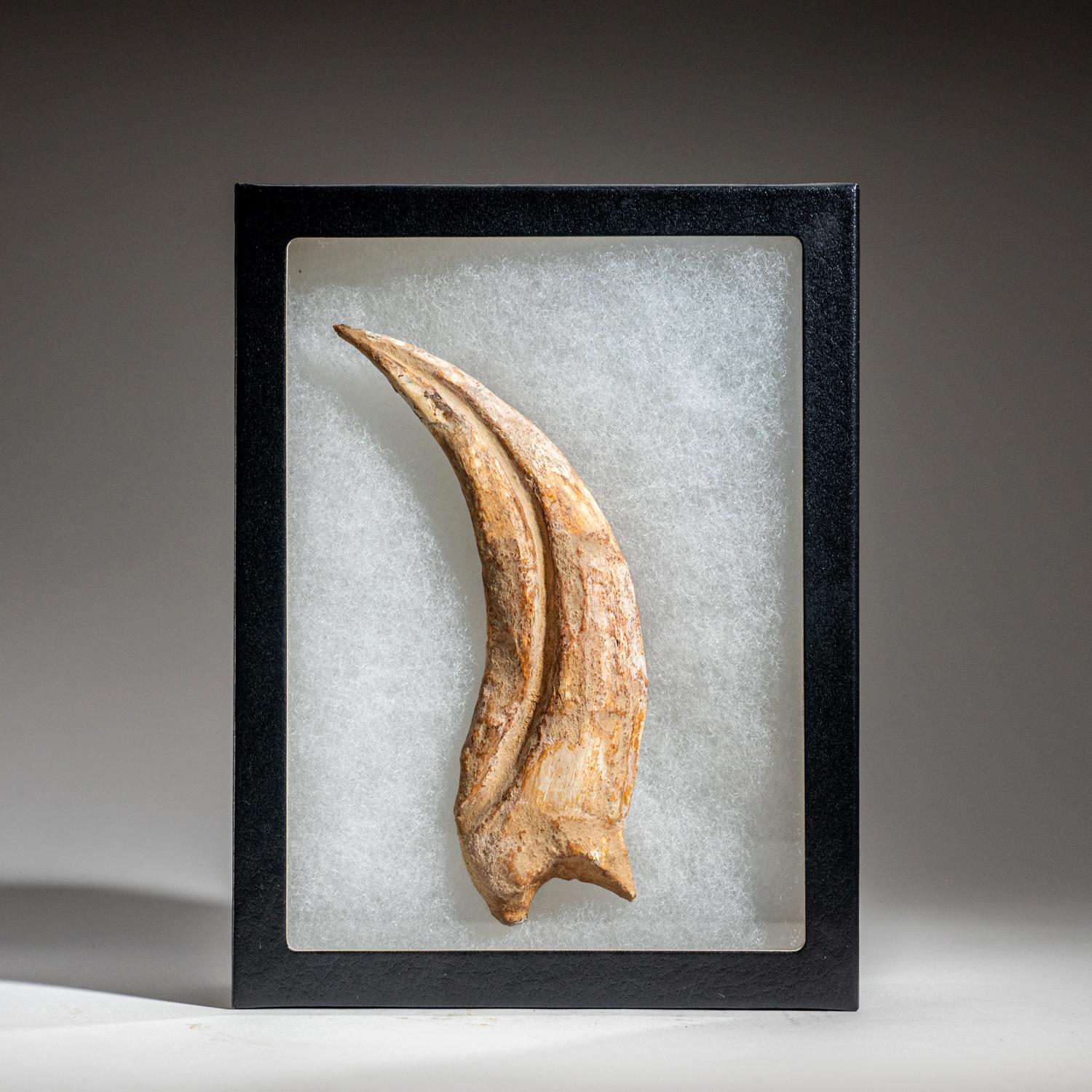 Other Genuine Natural Spinosaurus Foot Claw (92.7 grams)