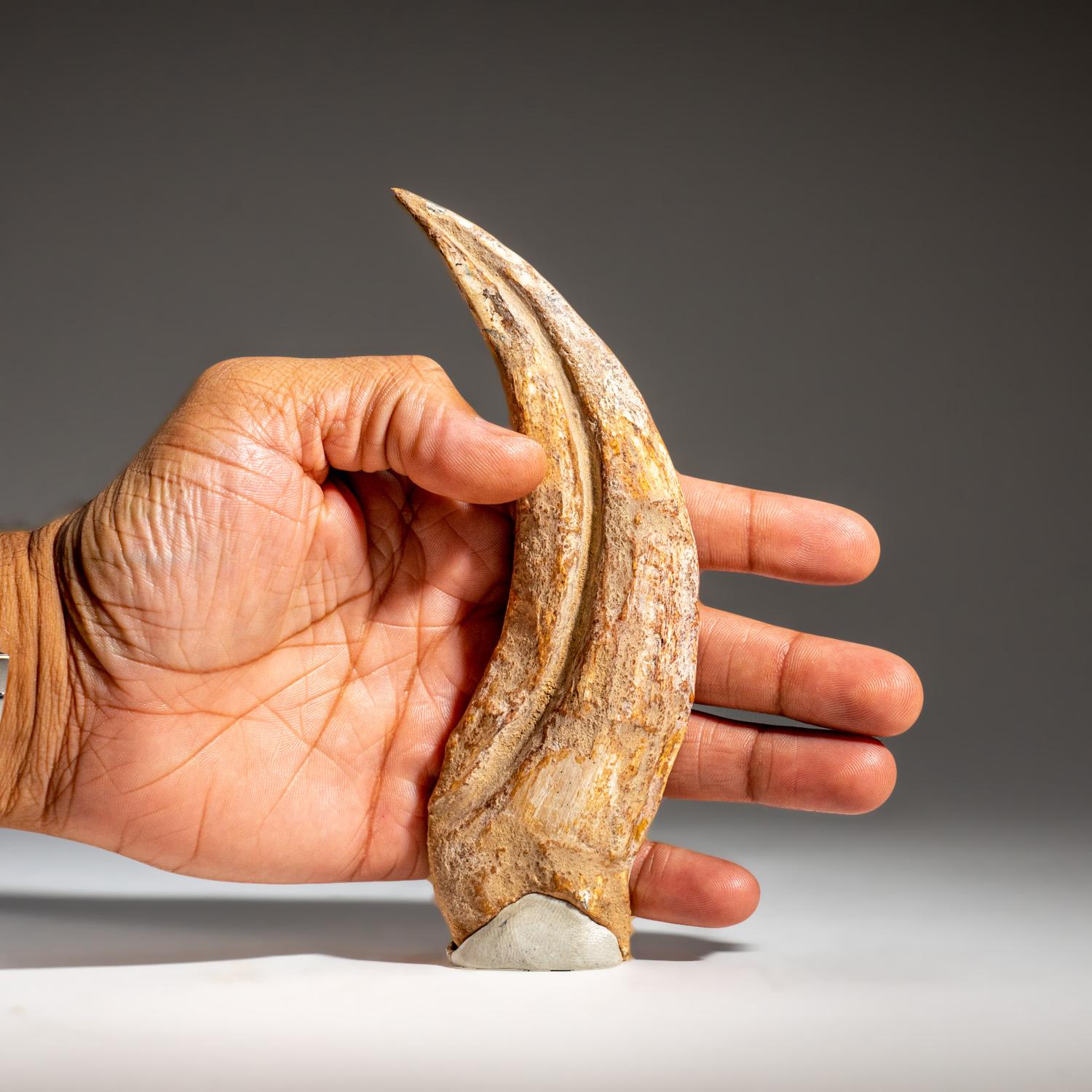 Genuine Natural Spinosaurus Foot Claw (92.7 grams) 1