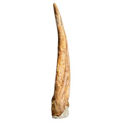 Brouteau de pied véritable en forme de spinosaurus naturel (92,7 grammes)