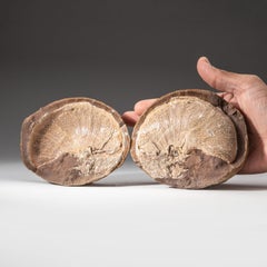 Genuine Opalized Ammonite Fossil in Matrix (Positive/Negative) withacrylic stand