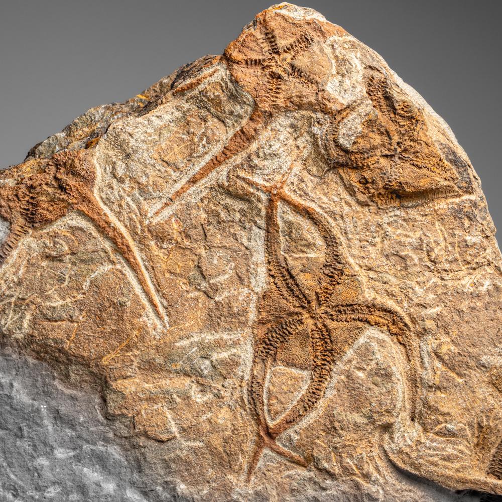 Las estrellas quebradizas, u ophiuroideos, son equinodermos de la clase Ophiuroidea, estrechamente relacionados con las estrellas de mar. Se arrastran por el fondo marino utilizando sus brazos flexibles para la locomoción. El yacimiento jurásico más