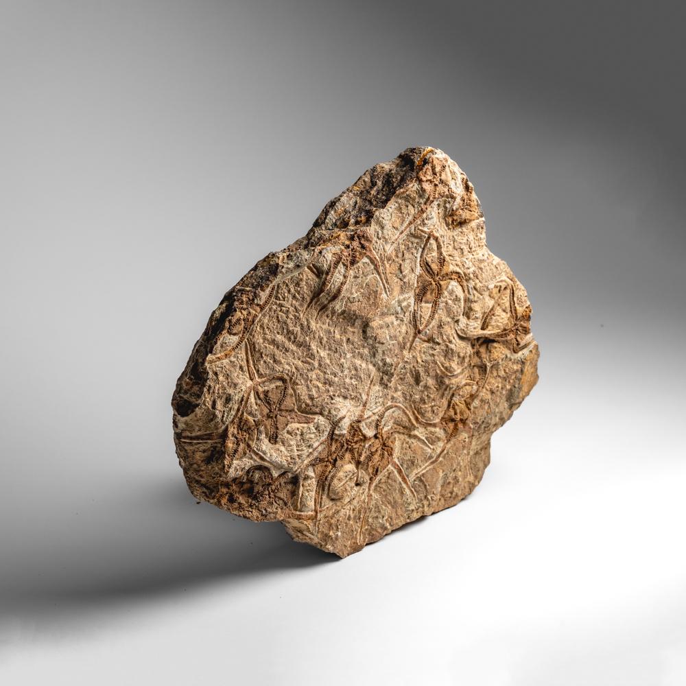 Fósil auténtico de estrella fugaz Ophiuroidea (12,5 libras) en Excelente estado para la venta en New York, NY