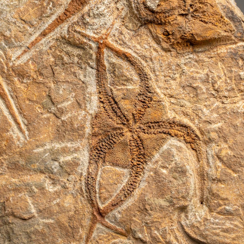 Fósil auténtico de estrella fugaz Ophiuroidea (12,5 libras) en venta 1