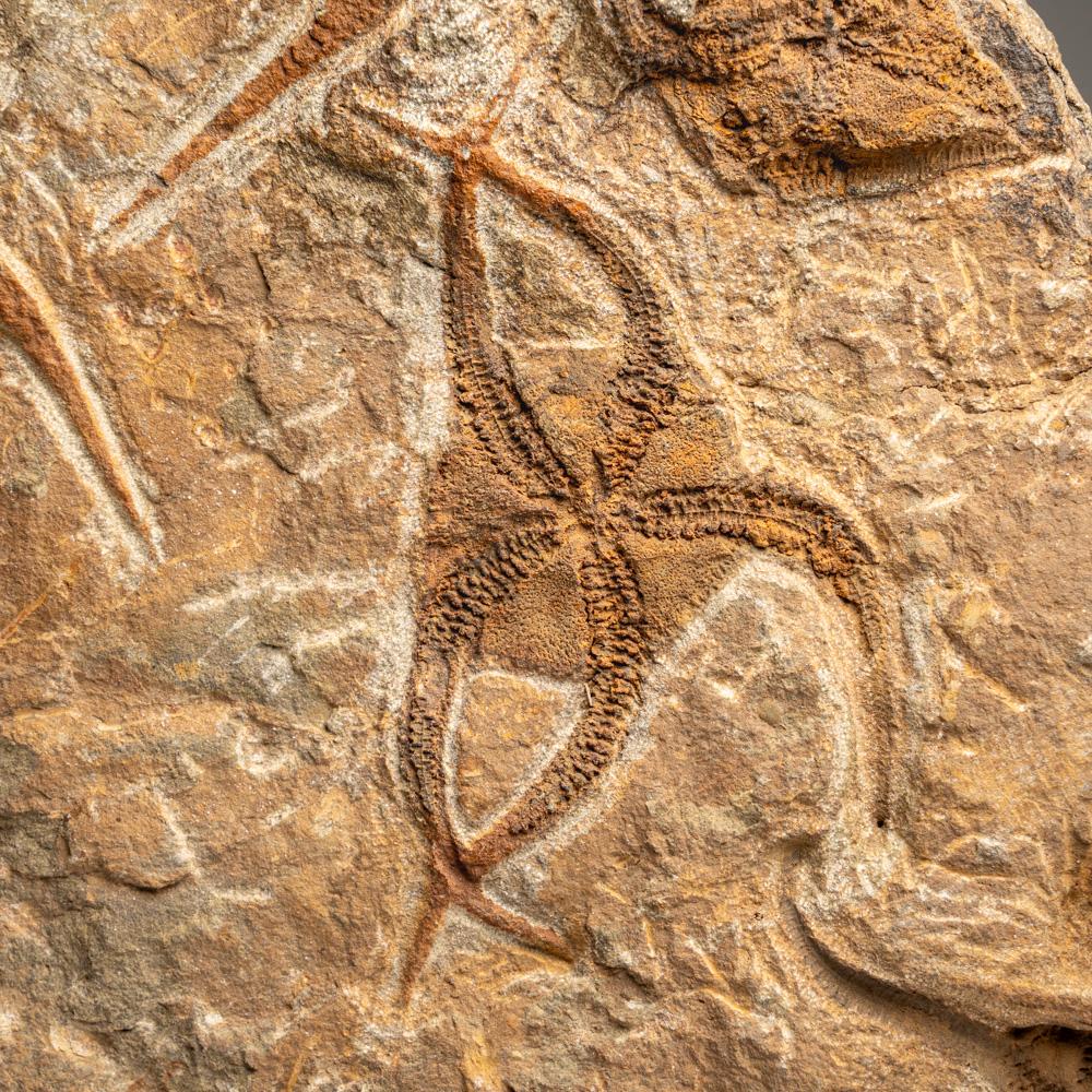 Fósil auténtico de estrella fugaz Ophiuroidea (12,5 libras) en venta 2