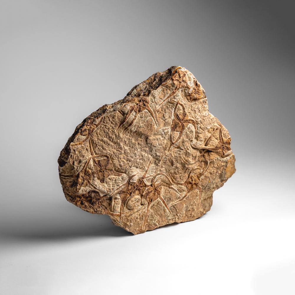Fósil auténtico de estrella fugaz Ophiuroidea (12,5 libras) en venta 4