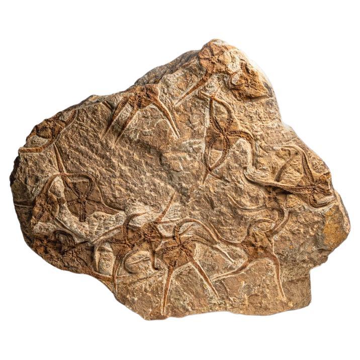 Fósil auténtico de estrella fugaz Ophiuroidea (12,5 libras)