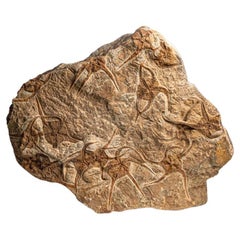Fósil auténtico de estrella fugaz Ophiuroidea (12,5 libras)