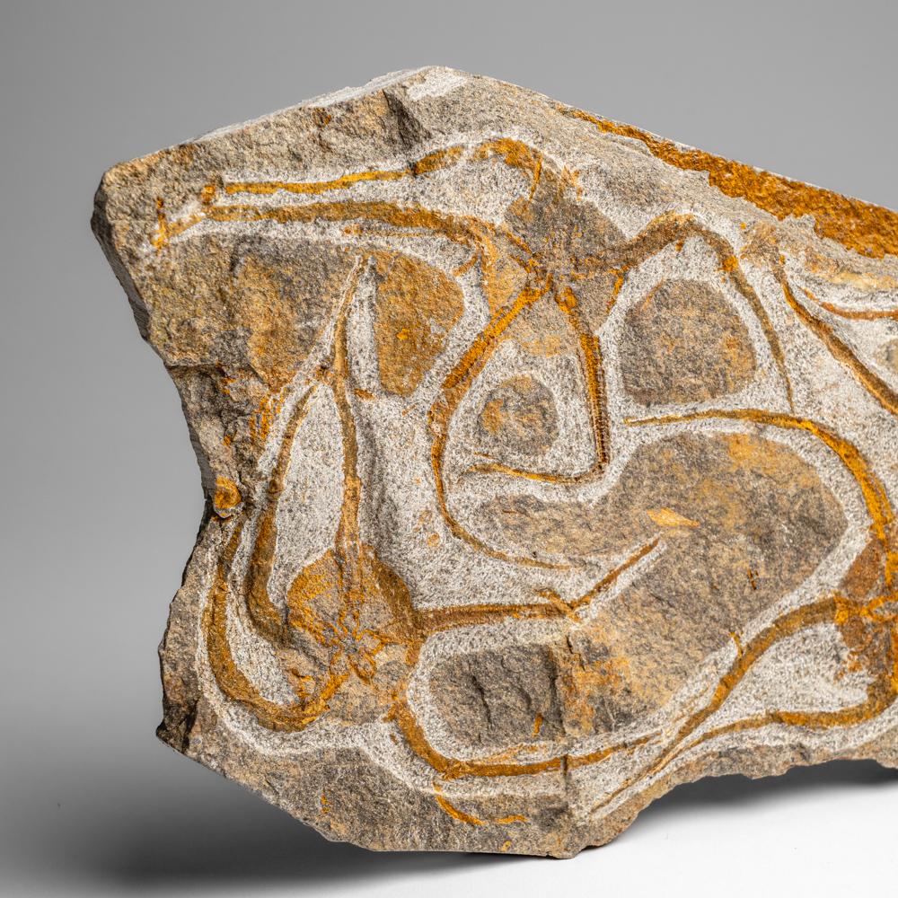 Fósil auténtico de estrella fugaz Ophiuroidea (2,5 libras) en Excelente estado para la venta en New York, NY