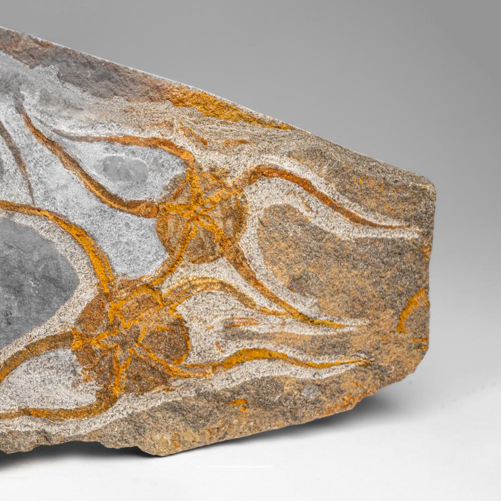 Fósil auténtico de estrella fugaz Ophiuroidea (2,5 libras) siglo XVIII y antes en venta