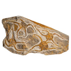 Fósil auténtico de estrella fugaz Ophiuroidea (2,5 libras)