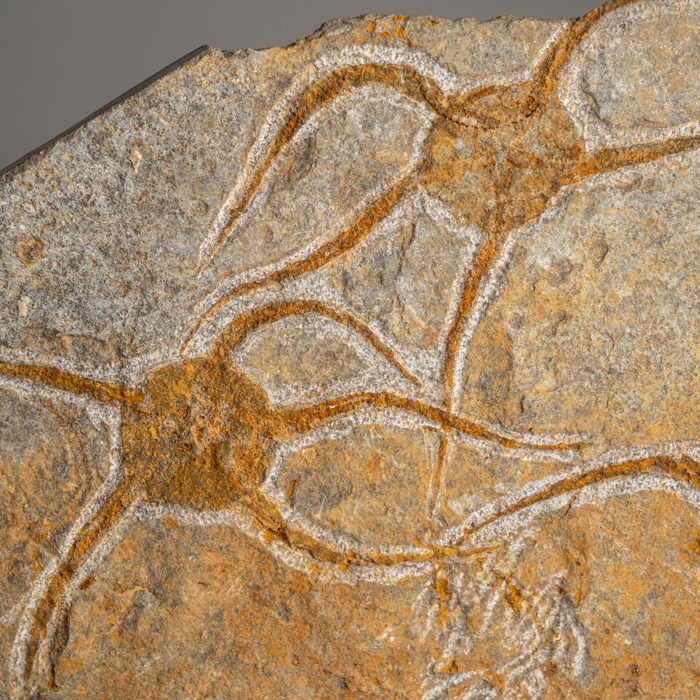 Las estrellas quebradizas, u ophiuroideos, son equinodermos de la clase Ophiuroidea, estrechamente emparentados con las estrellas de mar. Se arrastran por el fondo marino utilizando sus brazos flexibles para la locomoción. El yacimiento jurásico más