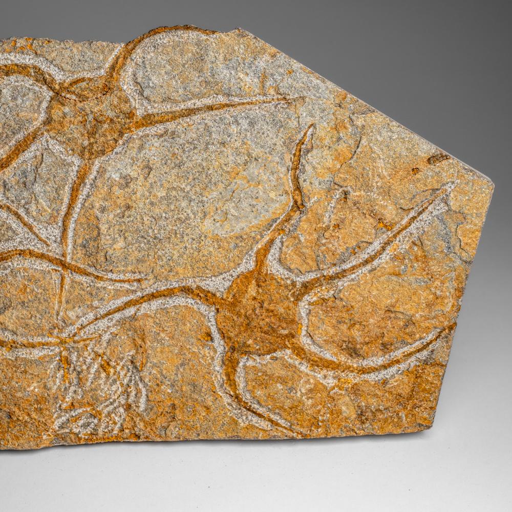 Fósil auténtico de estrella fugaz Ophiuroidea (3,5 libras) en venta 1