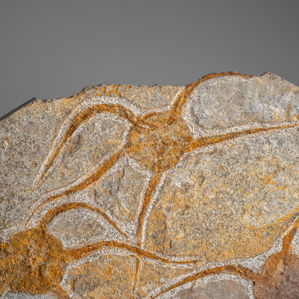 Fósil auténtico de estrella fugaz Ophiuroidea (3,5 libras) en venta 2