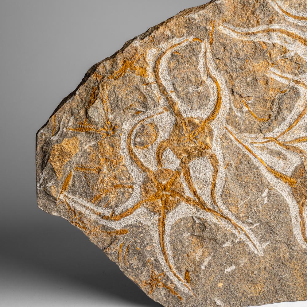 Fósil auténtico de estrella fugaz Ophiuroidea (3,6 libras) siglo XVIII y antes en venta