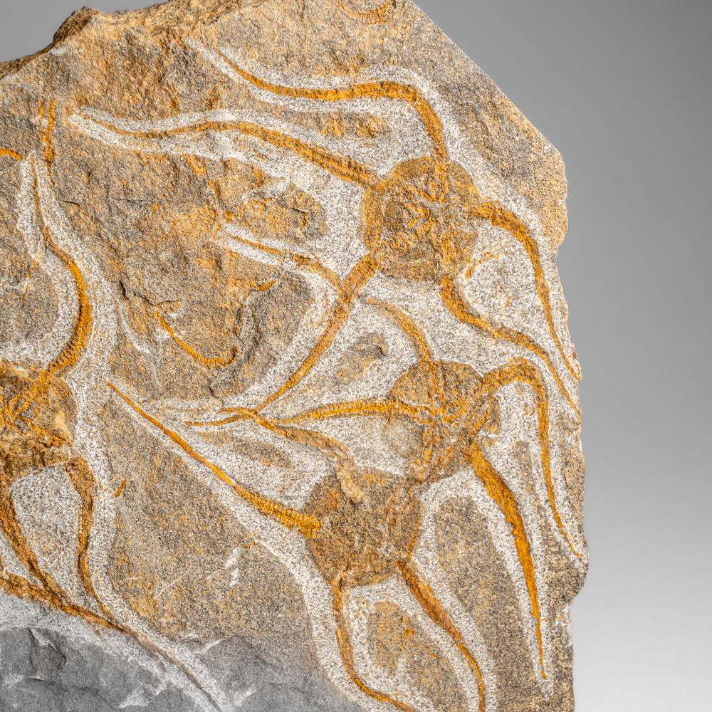 Fósil auténtico de estrella fugaz Ophiuroidea (3,6 libras) Otro en venta