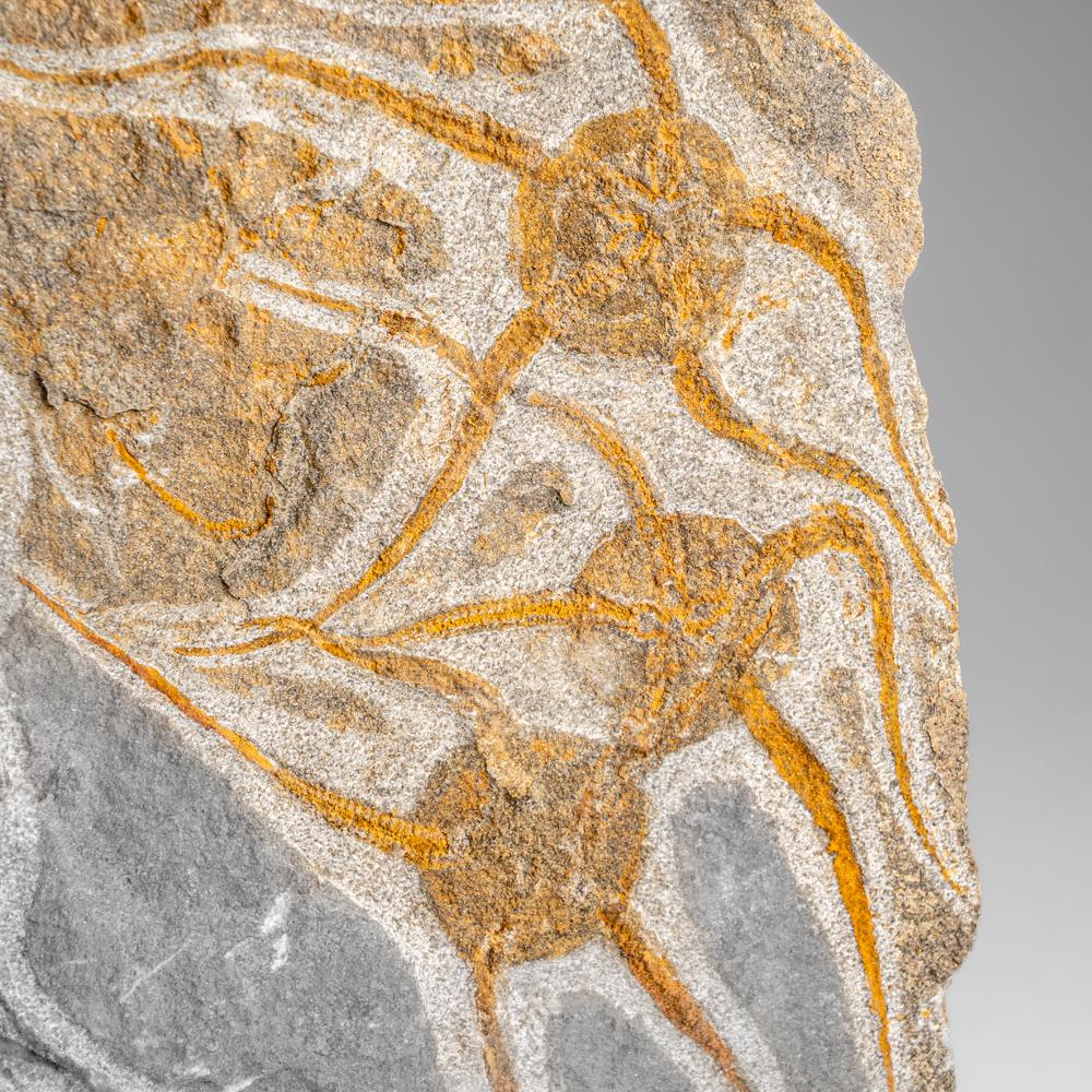 Fósil auténtico de estrella fugaz Ophiuroidea (3,6 libras) en venta 1