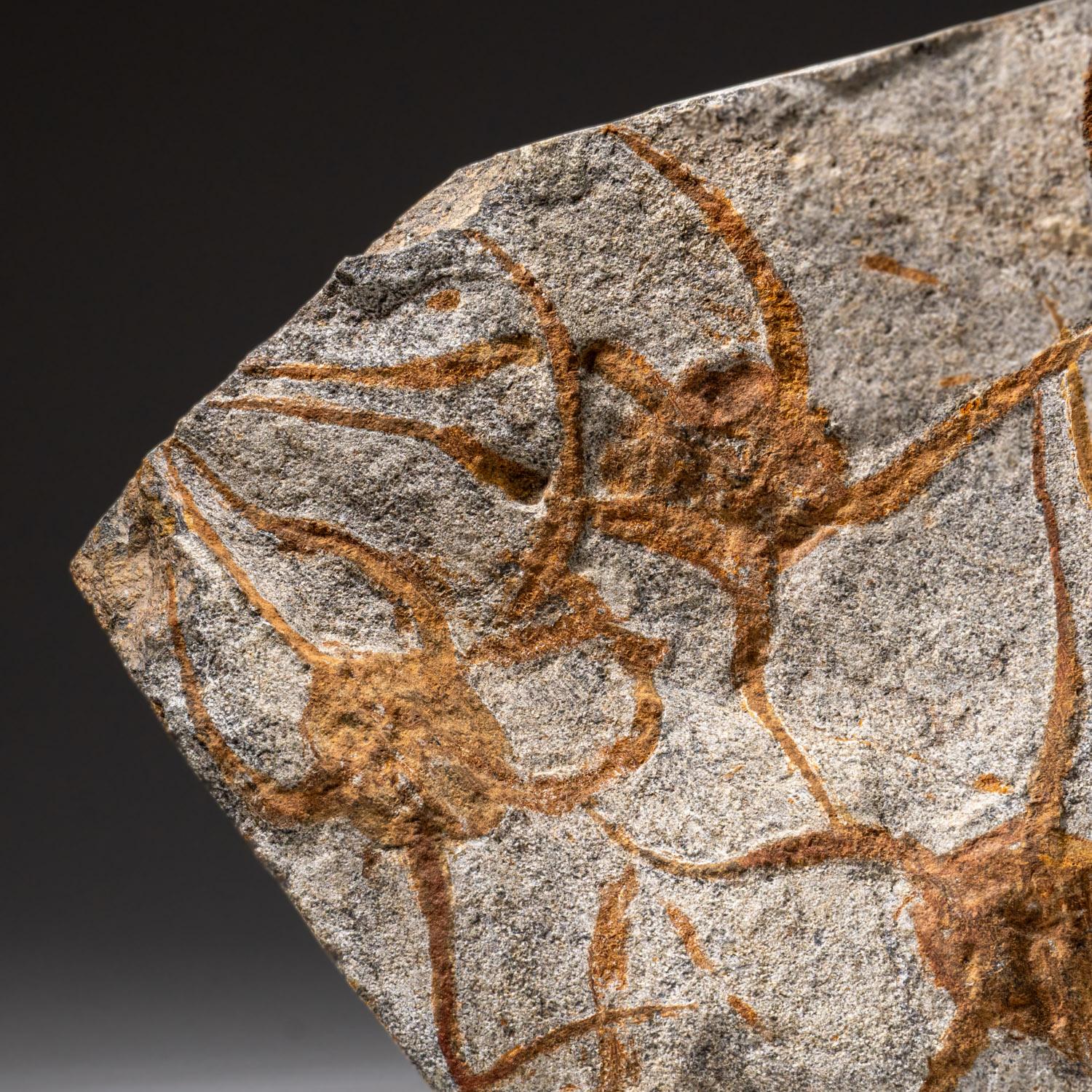 Echtes Ophiuroidea Schlangenstern-Fossil (3.8 lbs) im Zustand „Hervorragend“ im Angebot in New York, NY