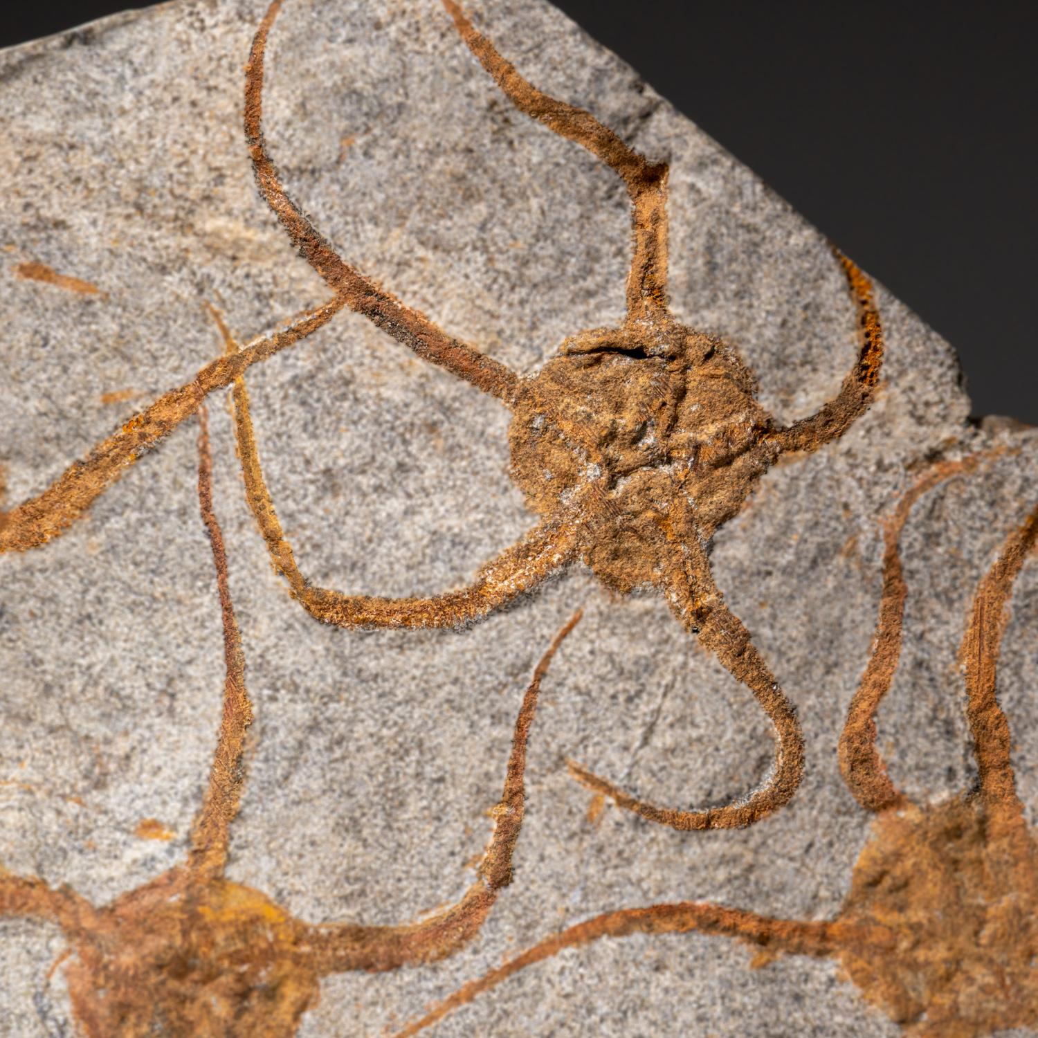 Echtes Ophiuroidea Schlangenstern-Fossil (3.8 lbs) (18. Jahrhundert und früher) im Angebot