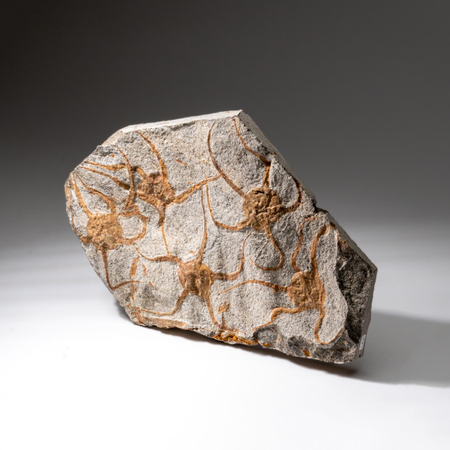 Echtes Ophiuroidea Schlangenstern-Fossil (3.8 lbs) (Sonstiges) im Angebot