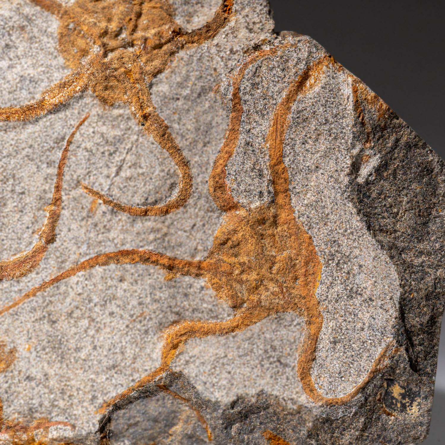 Echtes Ophiuroidea Schlangenstern-Fossil (3.8 lbs) im Angebot 1