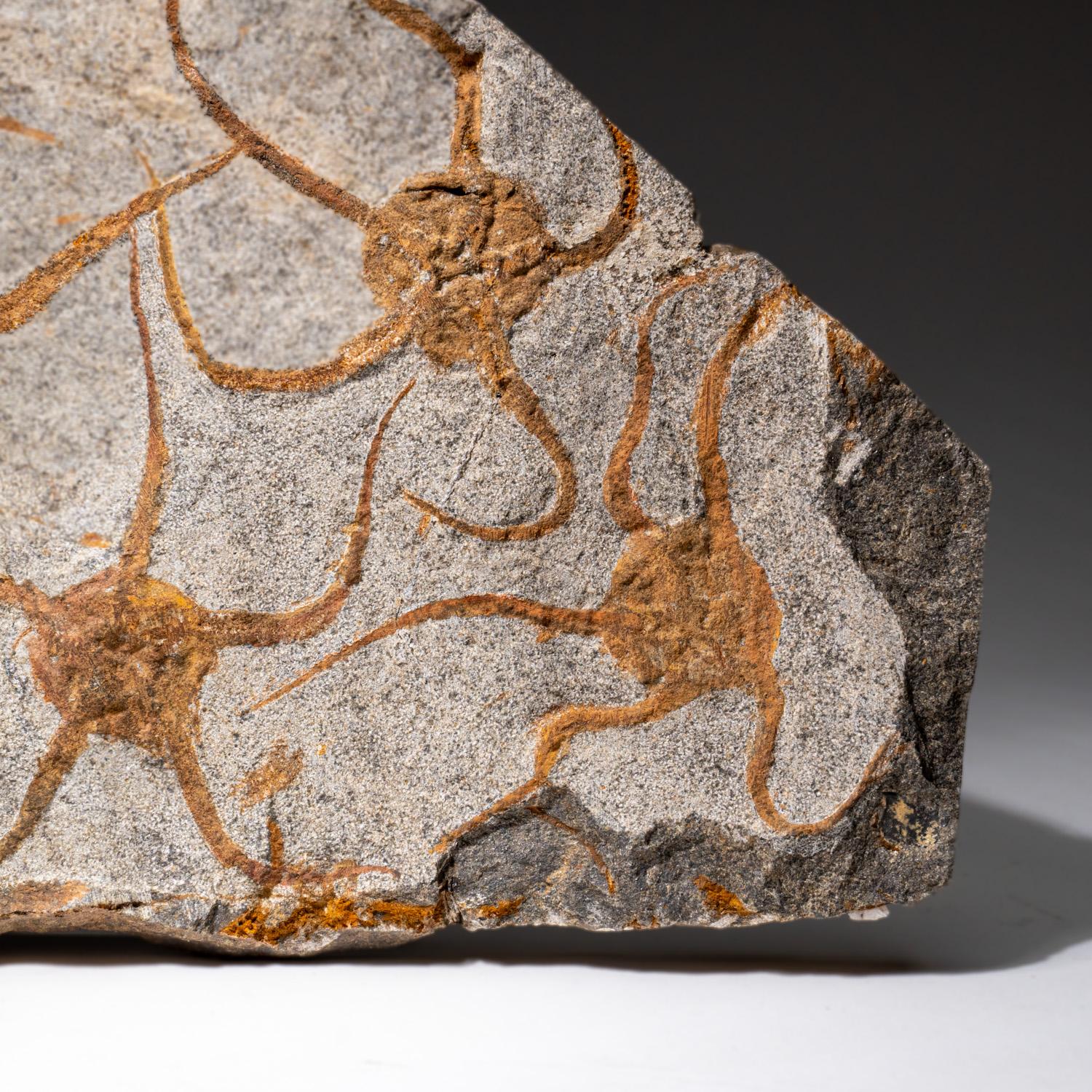 Echtes Ophiuroidea Schlangenstern-Fossil (3.8 lbs) im Angebot 2