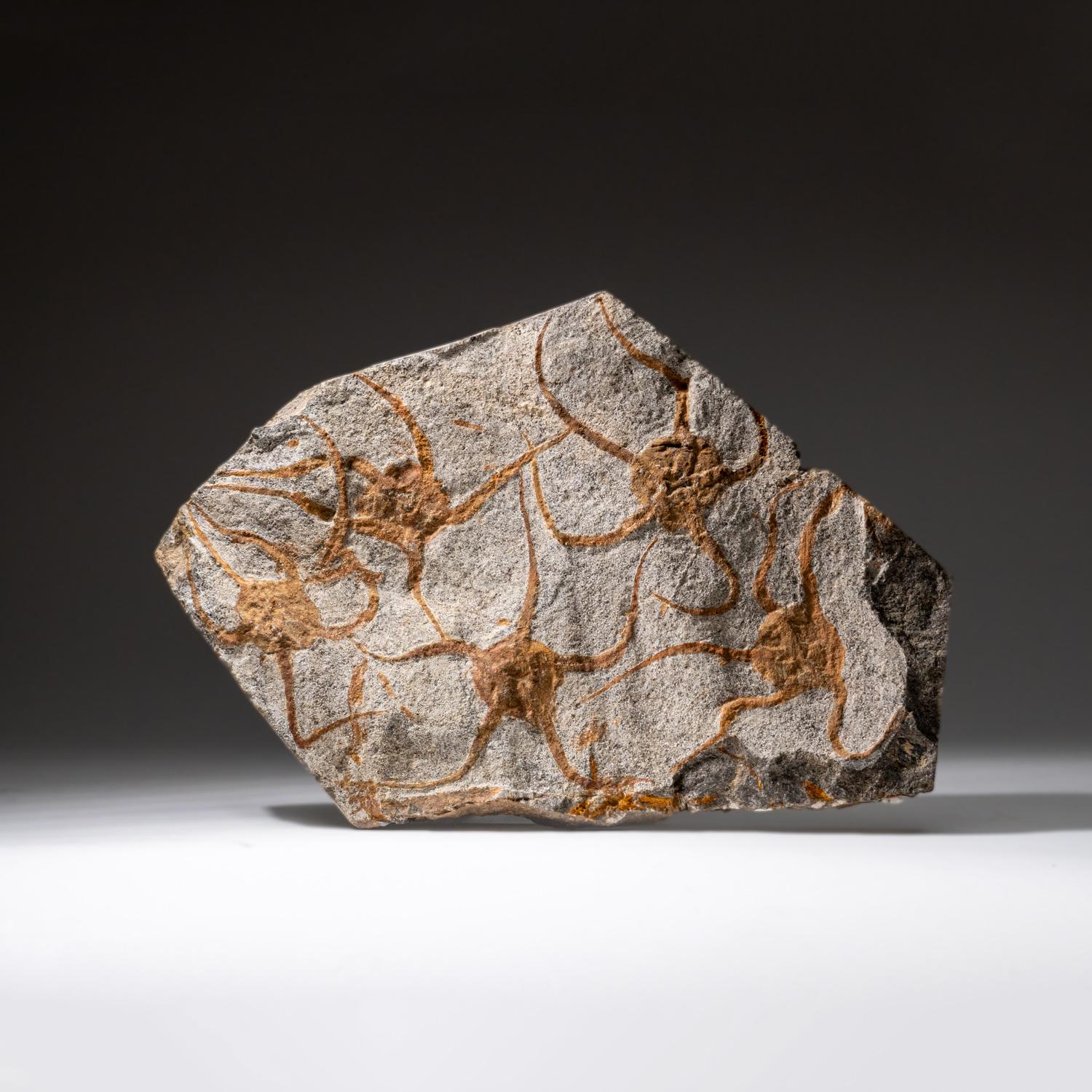 Echtes Ophiuroidea Schlangenstern-Fossil (3.8 lbs) im Angebot 3
