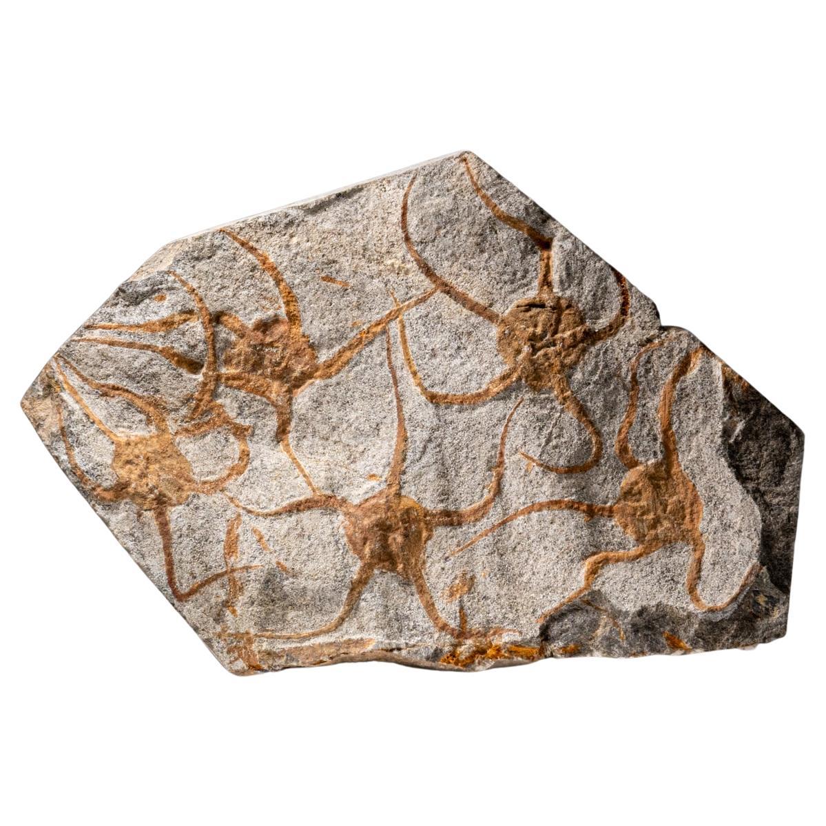 Echtes Ophiuroidea Schlangenstern-Fossil (3.8 lbs) im Angebot