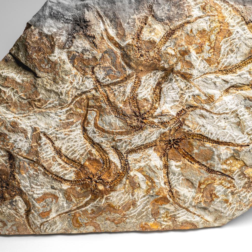 Las estrellas quebradizas, u ophiuroideos, son equinodermos de la clase Ophiuroidea, estrechamente emparentados con las estrellas de mar. Se arrastran por el fondo marino utilizando sus brazos flexibles para la locomoción. El yacimiento jurásico más