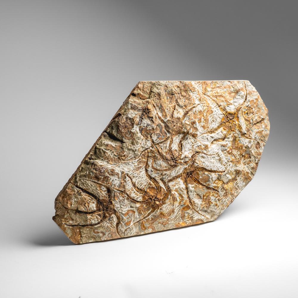 Fósil auténtico de estrella fugaz Ophiuroidea (8 libras) siglo XVIII y antes en venta