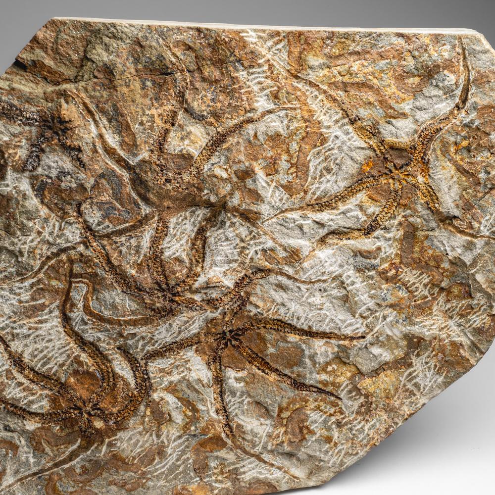 Fósil auténtico de estrella fugaz Ophiuroidea (8 libras) en venta 1