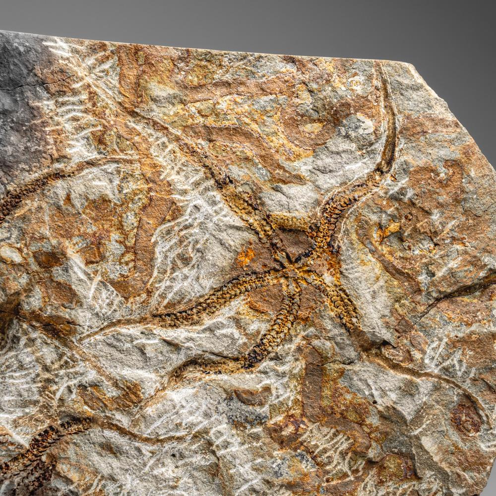 Fósil auténtico de estrella fugaz Ophiuroidea (8 libras) en venta 2