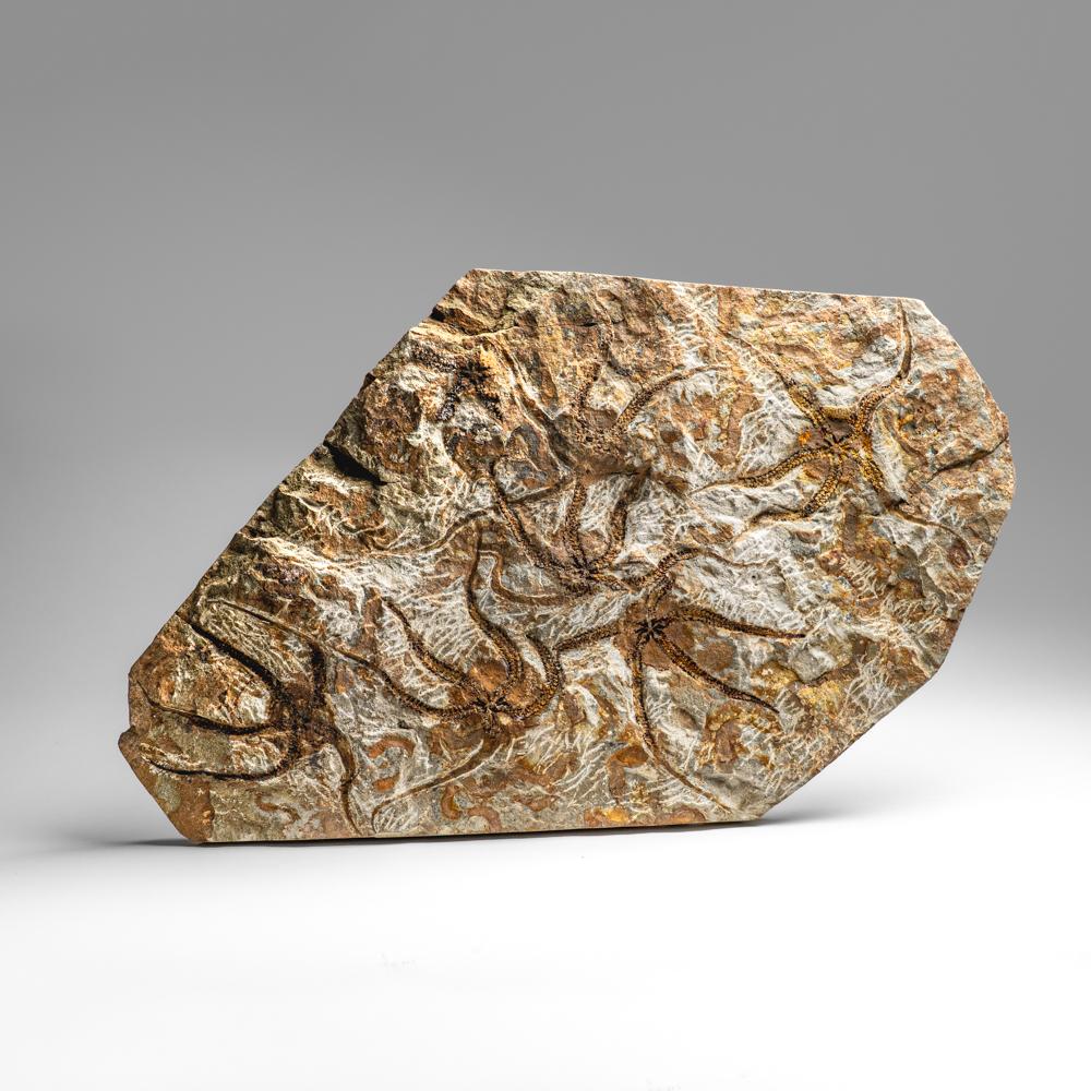 Fósil auténtico de estrella fugaz Ophiuroidea (8 libras) en venta 3