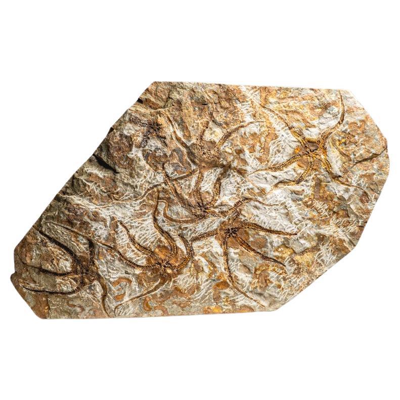 Fósil auténtico de estrella fugaz Ophiuroidea (8 libras) en venta