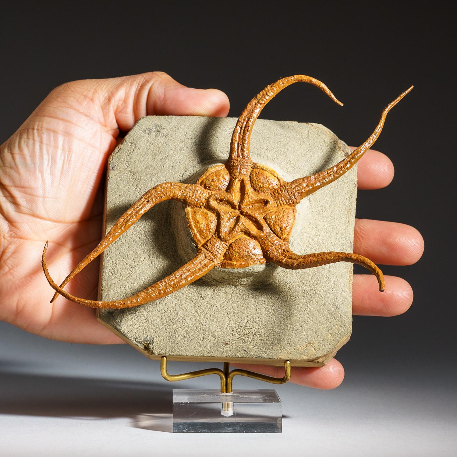 Genuine, museum-quality, Ophiuroidea Brittle Star Fossil. Ophiura ophiura or the serpent star is a species of brittle star in the order Ophiurida. This type of species is known for its circular central disc and five radially arranged, narrow arms.