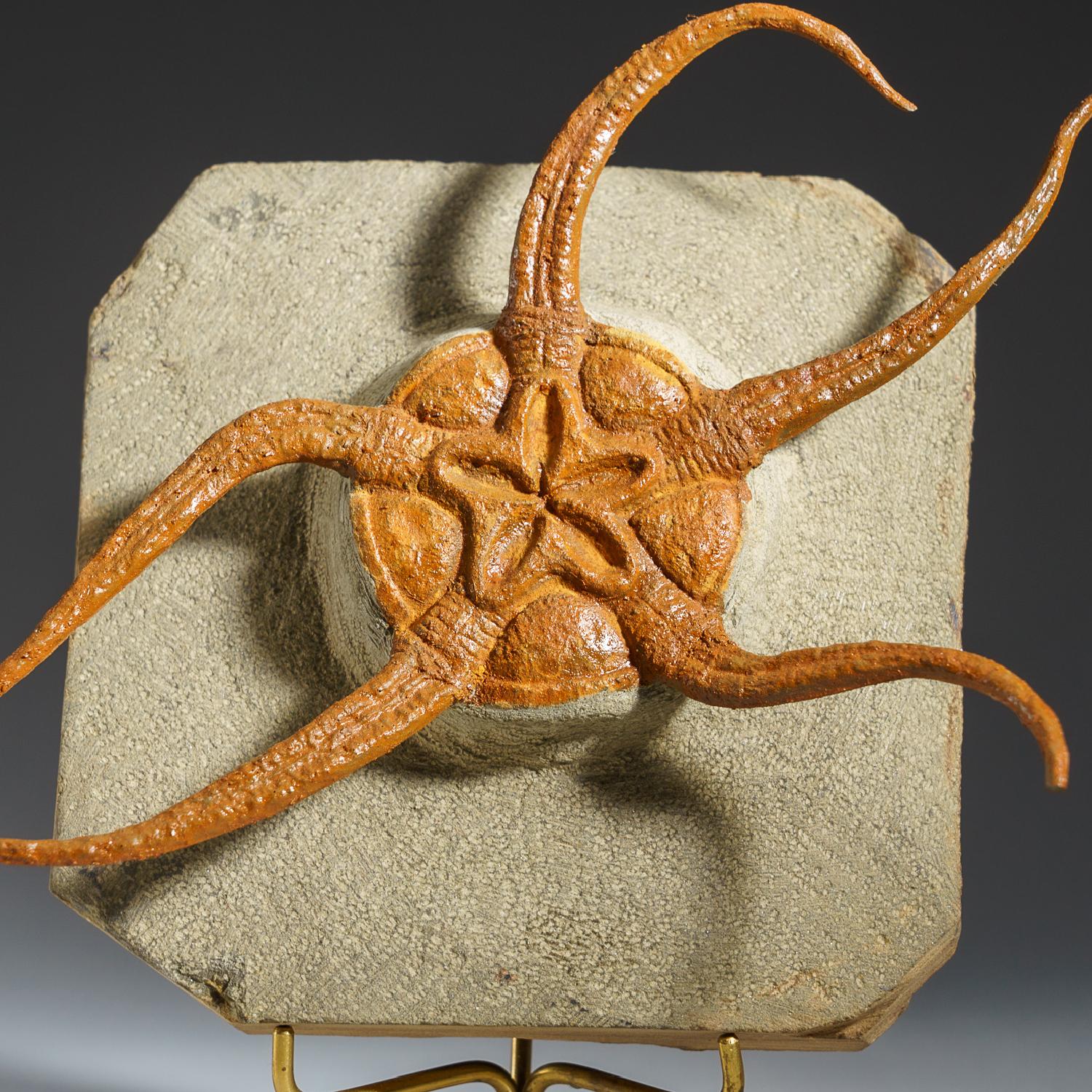 Genuine Ophiuroidea Brittle Star Fossil with Customized Display Stand (1.8 lbs) In Excellent Condition For Sale In New York, NY