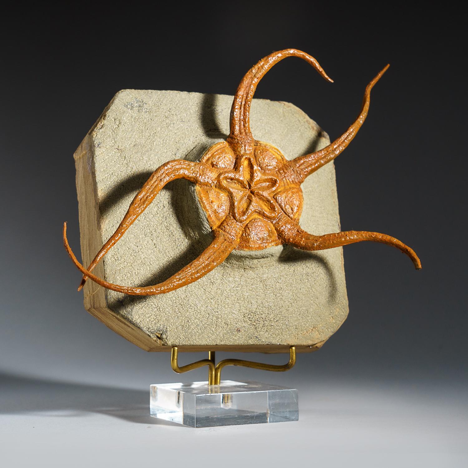 Other Genuine Ophiuroidea Brittle Star Fossil with Customized Display Stand (1.8 lbs) For Sale