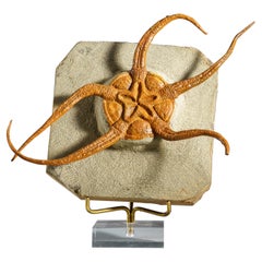 Genuine Ophiuroidea Brittle Star Fossil with Customized Display Stand (1.8 lbs)