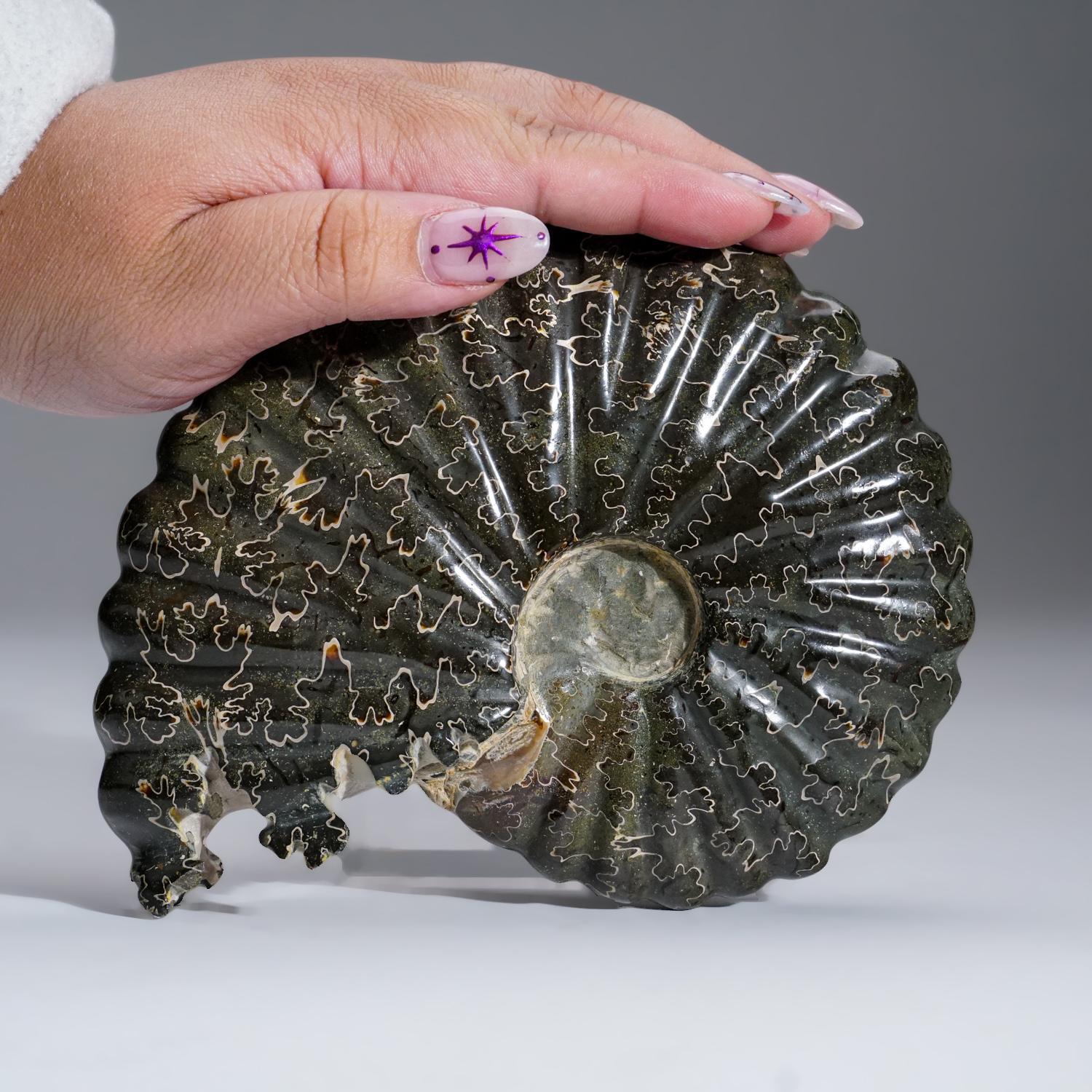 Fossilized Phylloceras Ammonite from Madagascar. This large, stunning ammonite measures 6 inch at its widest point and has been hand polished to reveal its colorful calcite replacements and impressive patterns. This ammonite dating from the
