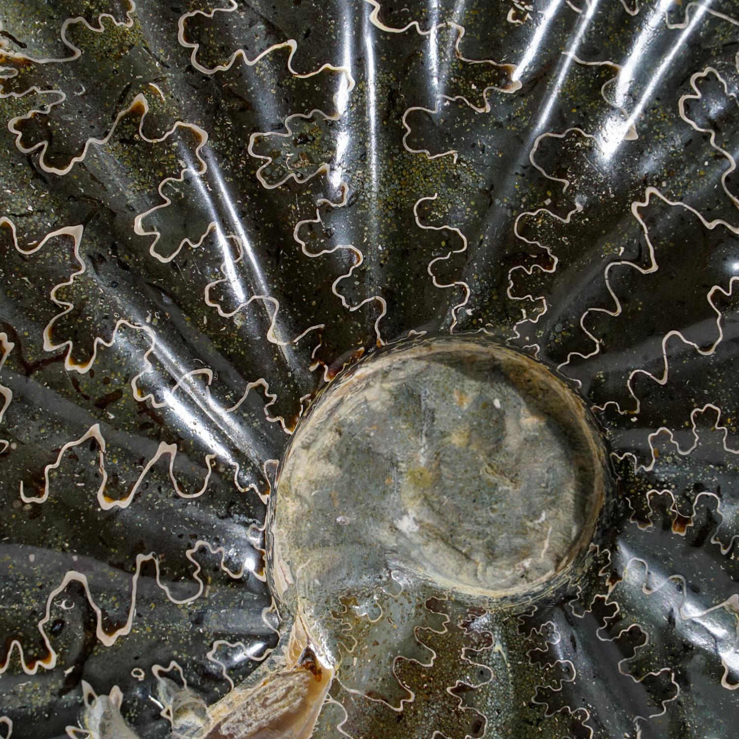 Genuine Phylloceras Ammonite Fossil from Madagascar (2 Lbs.) In Excellent Condition In New York, NY