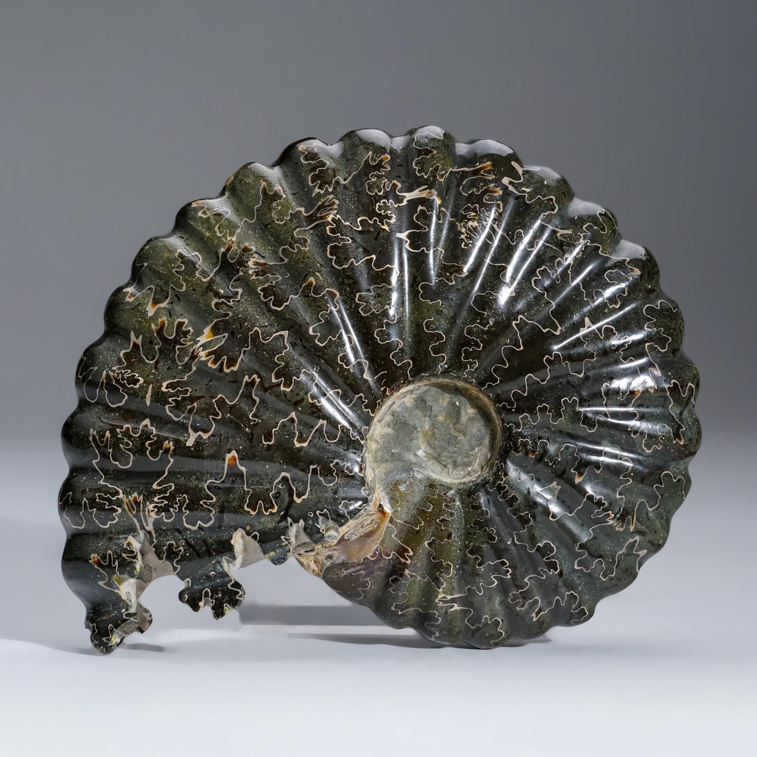 18th Century and Earlier Genuine Phylloceras Ammonite Fossil from Madagascar (2 Lbs.)