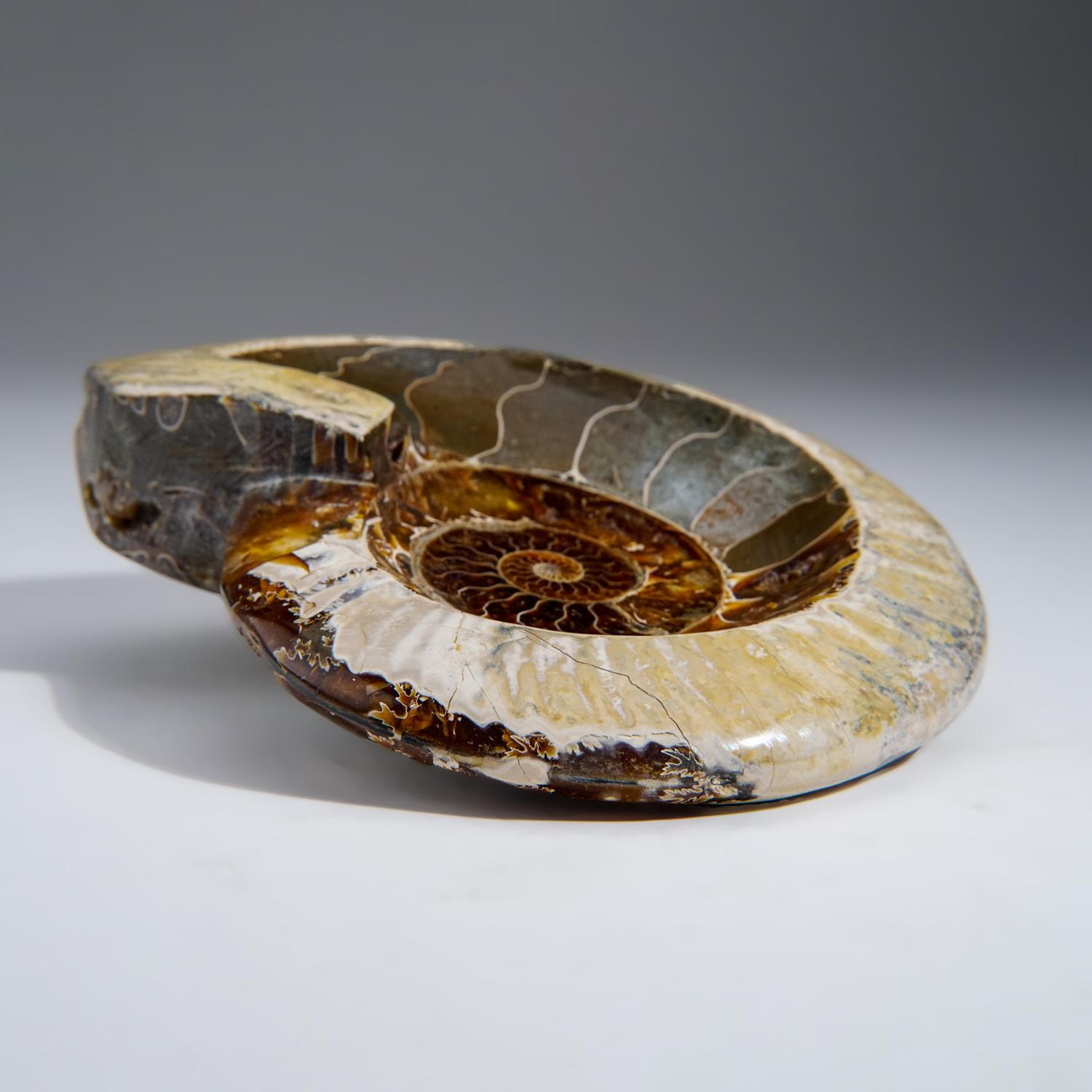 A stunning polished Madagascan Cleoniceras ammonite fossil has been carved out to create a dish. There is second agatized ammonite inlaid into the center of the large one. It could be used as a very unique dish, bowl or ashtray. Wonderful gift for
