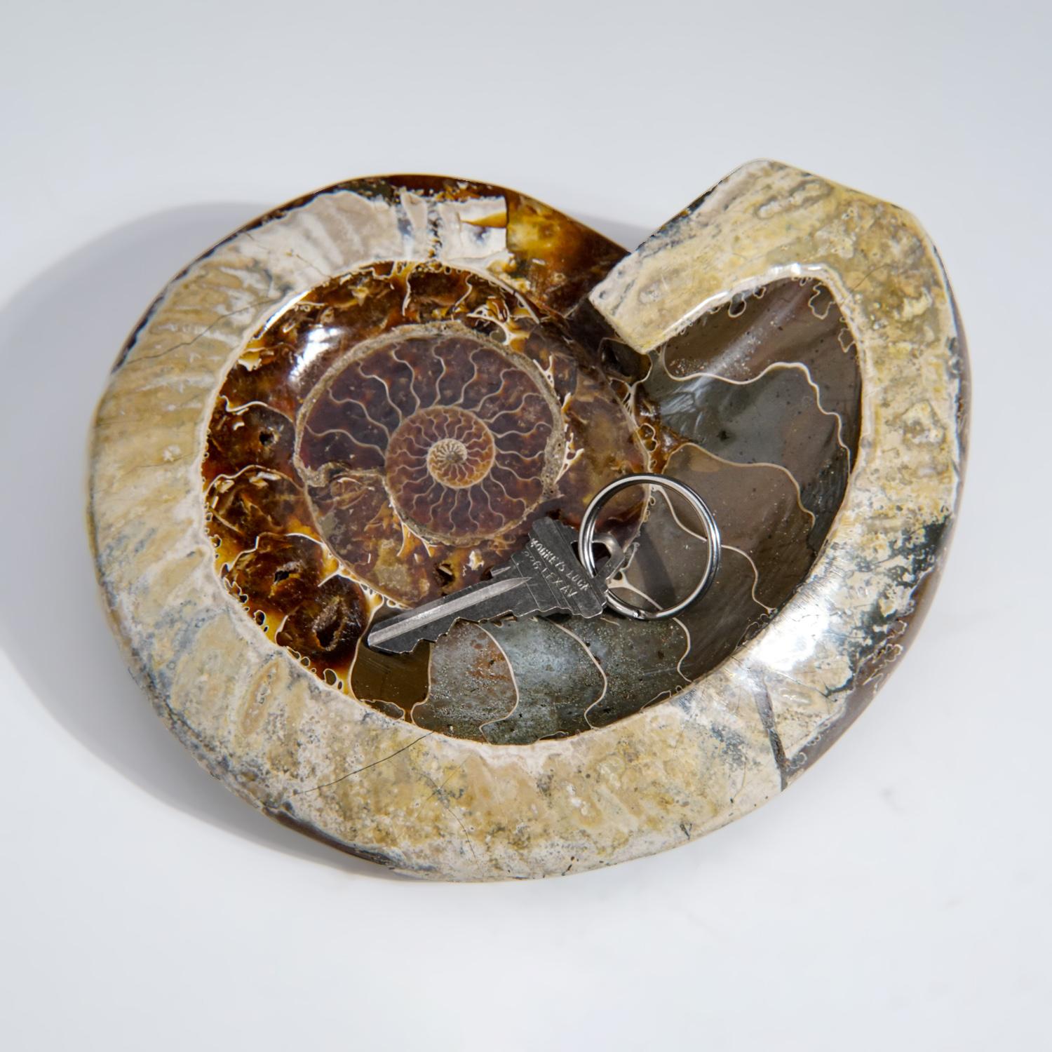 Genuine Polished Ammonite Fossil Dish (2.5 lbs) In New Condition In New York, NY