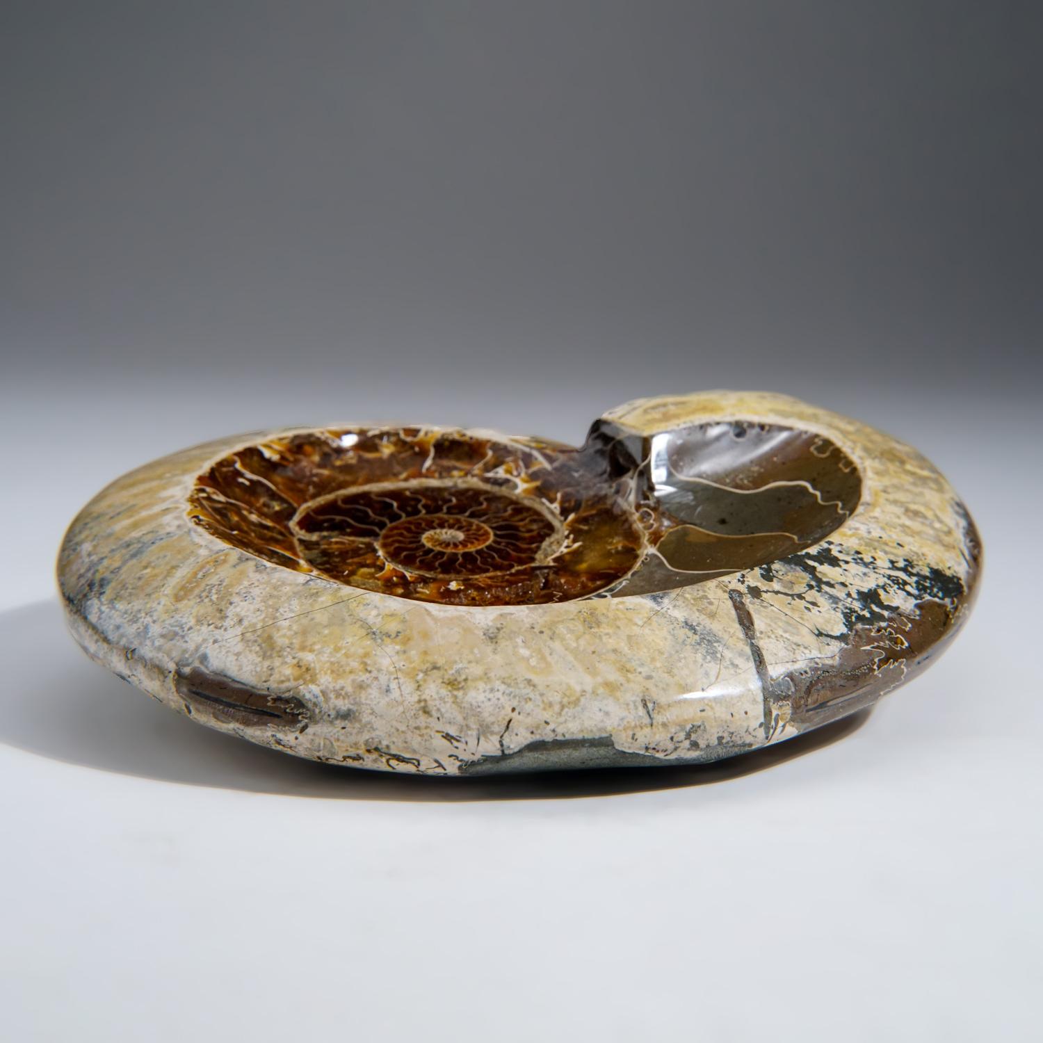 Contemporary Genuine Polished Ammonite Fossil Dish (2.5 lbs)